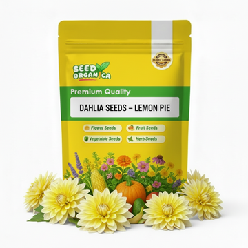 Dahlia Seeds – Lemon Pie
