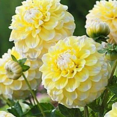 Dahlia Seeds – Lemon Pie