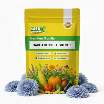 Dahlia Seeds – Light Blue