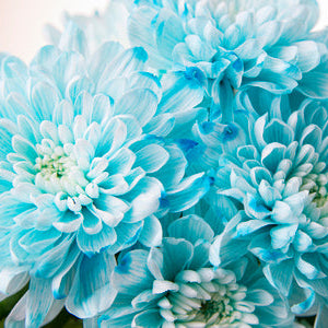 Dahlia Seeds – Light Blue