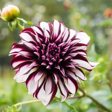 Dahlia Seeds – Maroon, Red & White