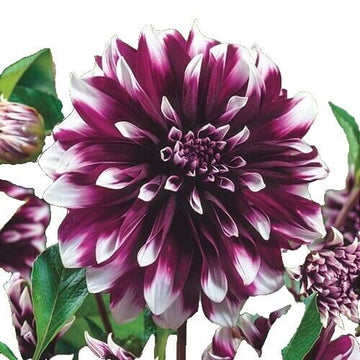 Dahlia Seeds – Maroon, Red & White