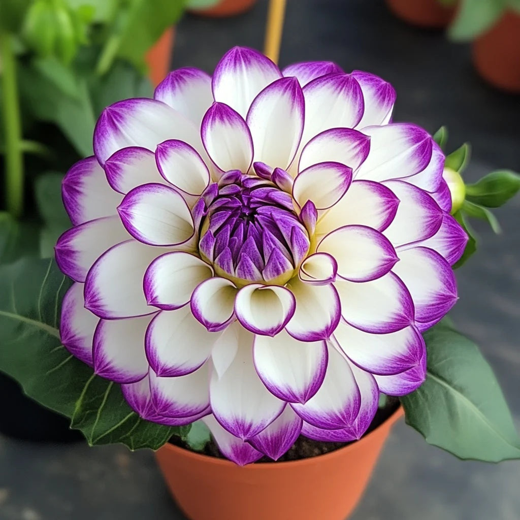 Dahlia Seeds – Mixed White and Purple