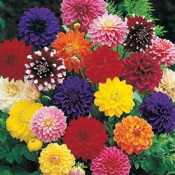 Dahlia Seeds – Tall Star Mixed