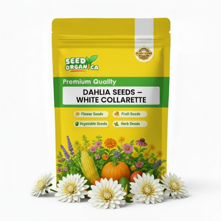 Dahlia Seeds – White Collarette