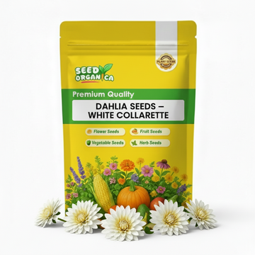 Dahlia Seeds – White Collarette