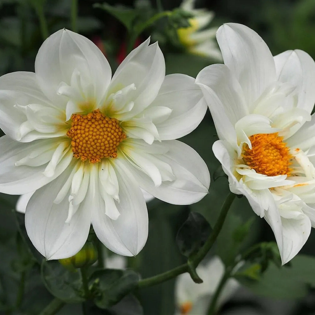 Dahlia Seeds – White Collarette