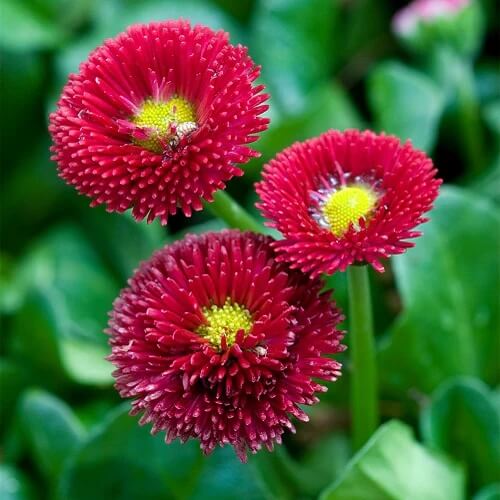 Daisy Seeds - All In One For Home Gardens