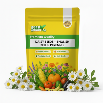 Daisy Seeds – English Bellis Perennis