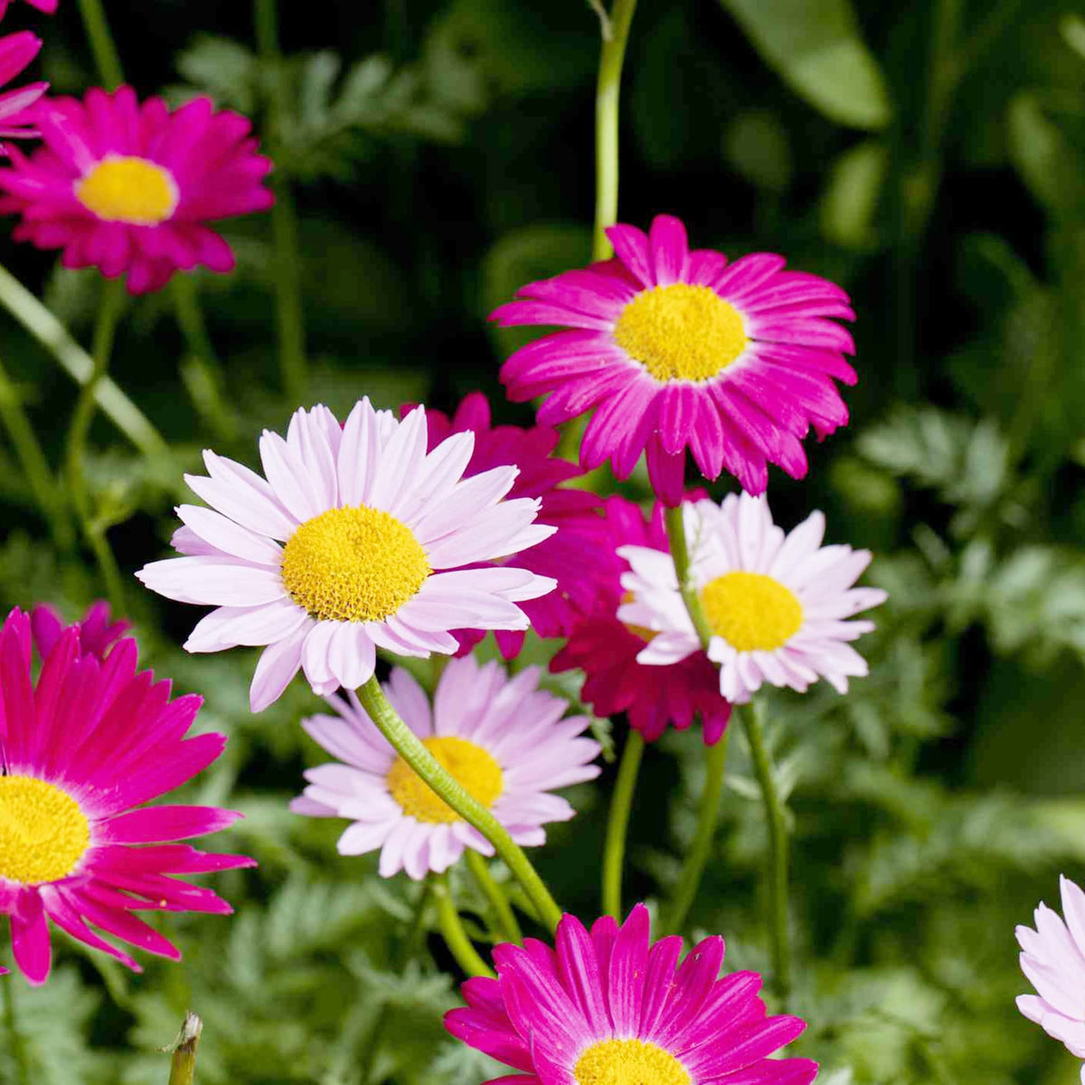 Daisy Seeds – Pyrethrum
