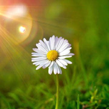 Daisy Seeds – Seaside Coastal Hardy, Heirloom
