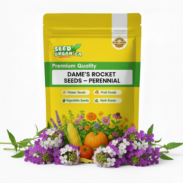Dame's Rocket Seeds – Perennial