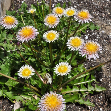 Dandelion Seeds – Pink
