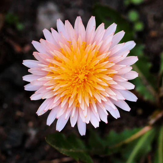 Dandelion Seeds – Pink
