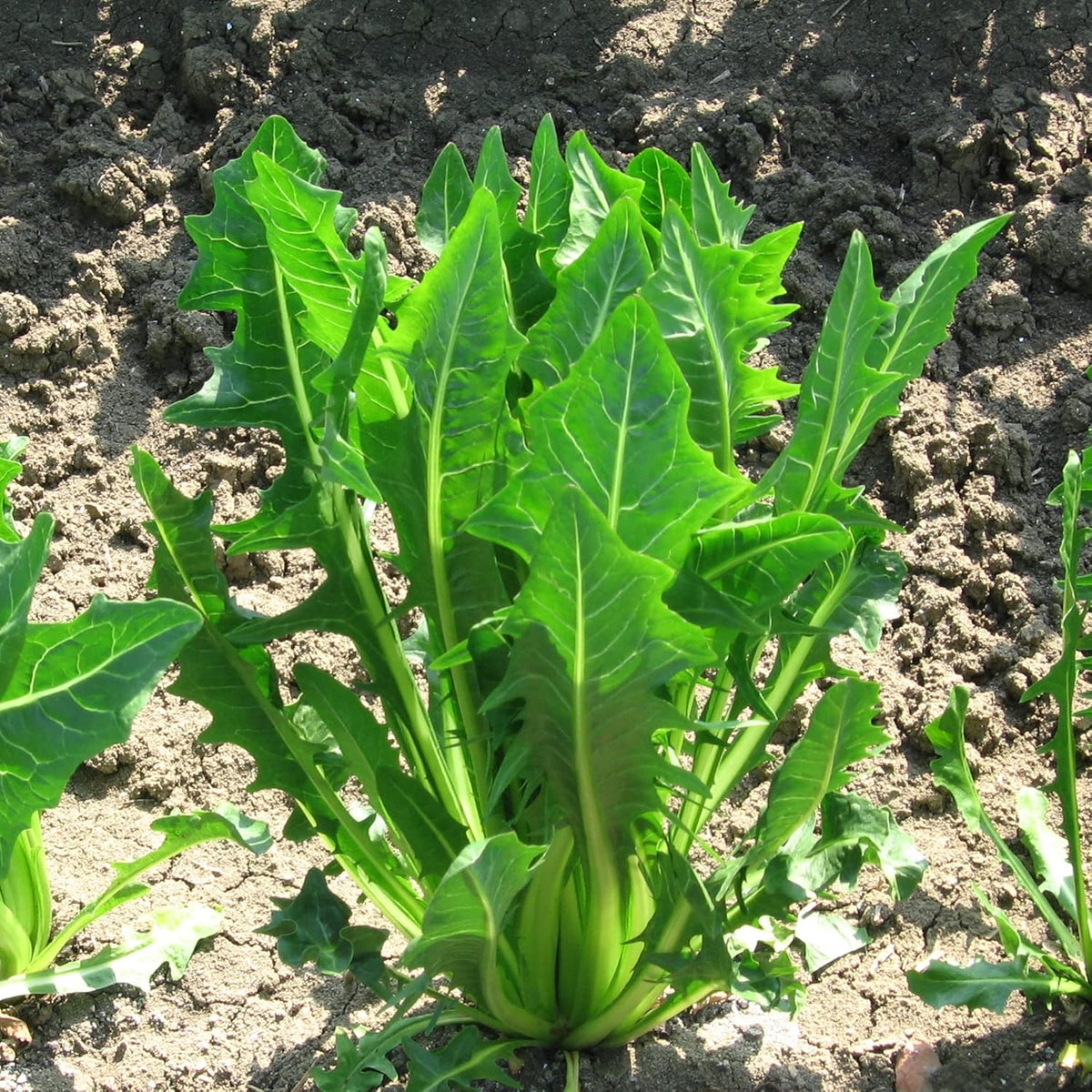 Dandelion Seeds – Italian
