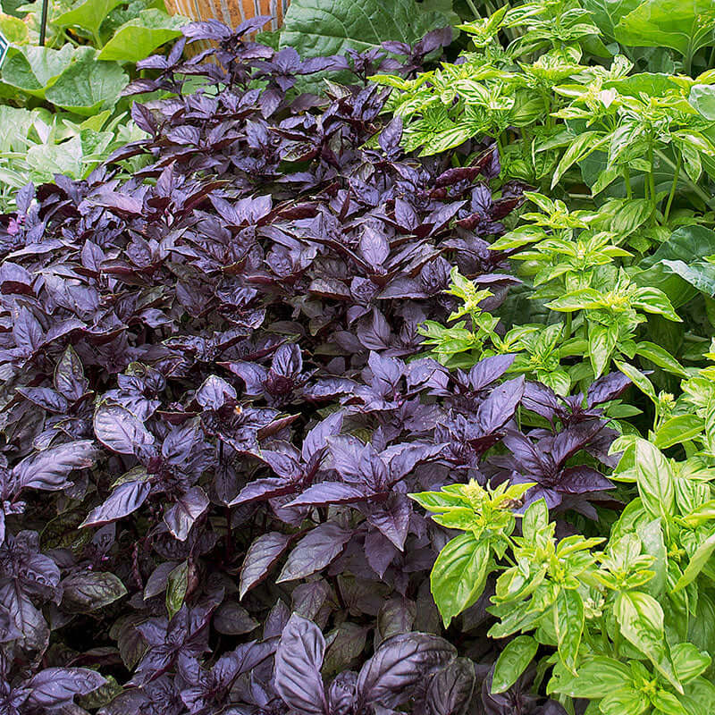 Dark Opal Basil Seeds – Purple Ruffles
