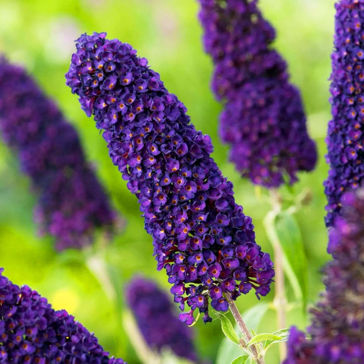 Dark Purple Butterfly Bush Seeds - Flower Plant