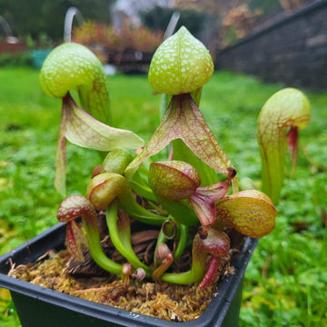 Darlingtonia Californica Seeds