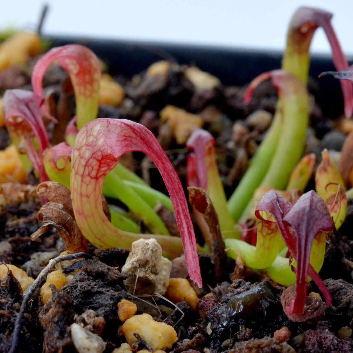 Darlingtonia Californica Seeds