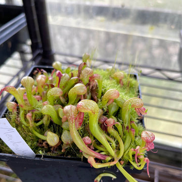 Darlingtonia Seeds