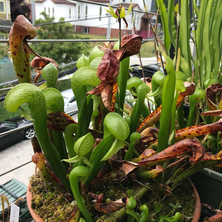 Darlingtonia Seeds