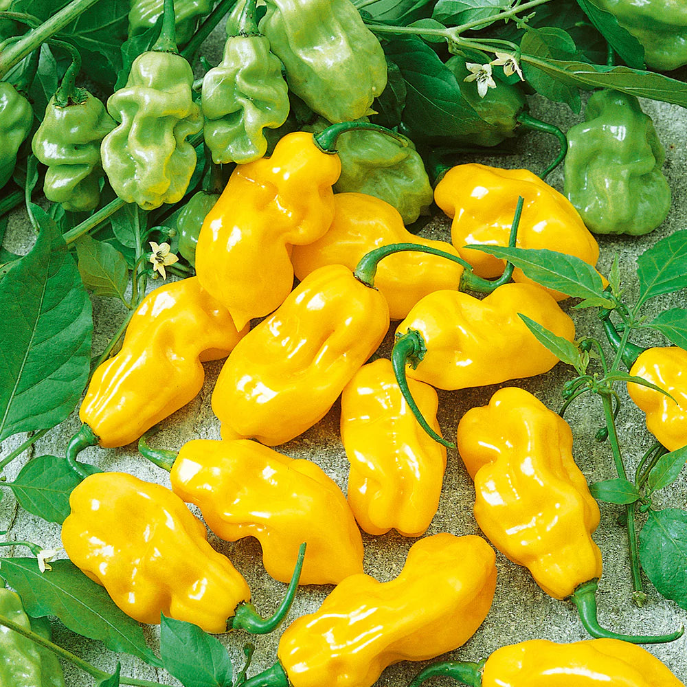 Datil Pepper Seeds – Spicy
