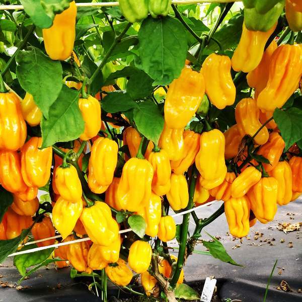 Datil Pepper Seeds – Spicy
