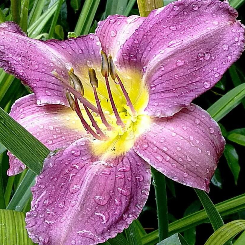 Daylily Seeds – Blue Hemerocallis
