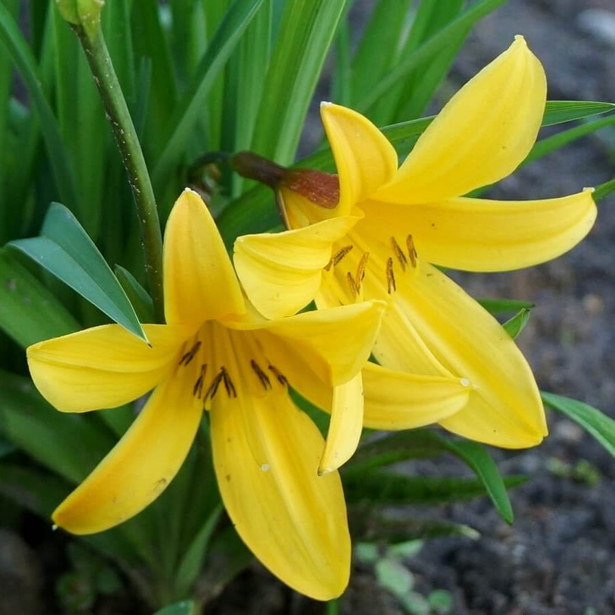 Daylily Seeds – Hemerocallis citrina Baroni