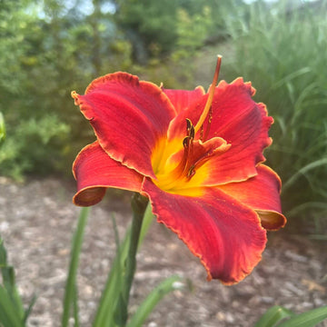 Daylily Seeds –  Reblooming