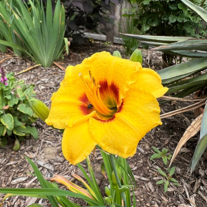 Daylily Seeds
