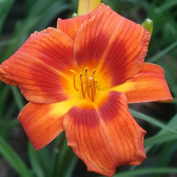 Daylily Seeds – Fresh Rare Hybrid