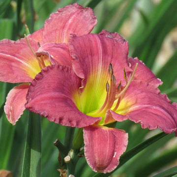 Daylily Seeds – Heirloom