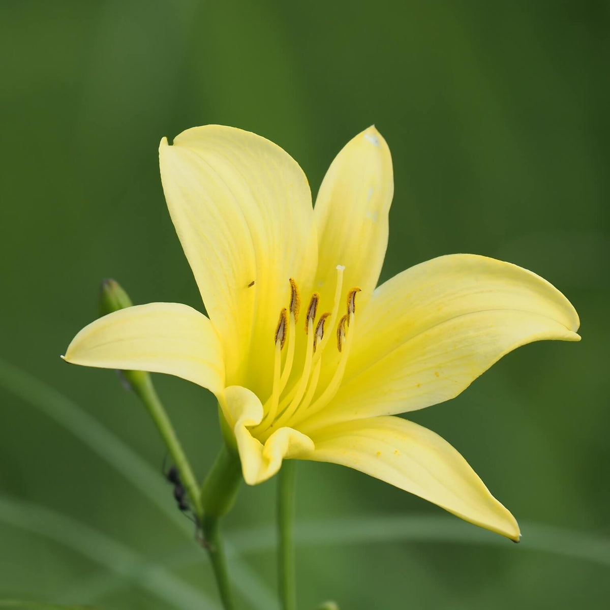 Daylily Seeds – Hemerocallis citrina Baroni
