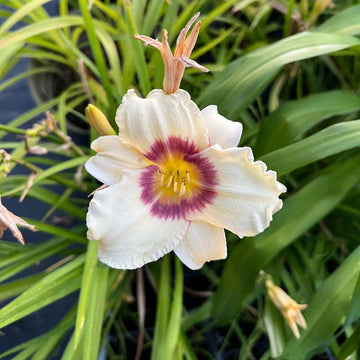 Daylily Seeds – White Violet
