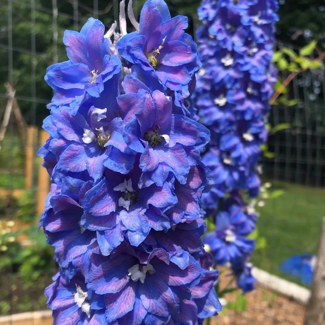 Delphinium Seeds – Blue Candle Larkspur
