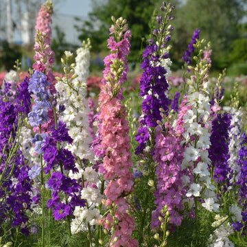 Delphinium Seeds – Tall
