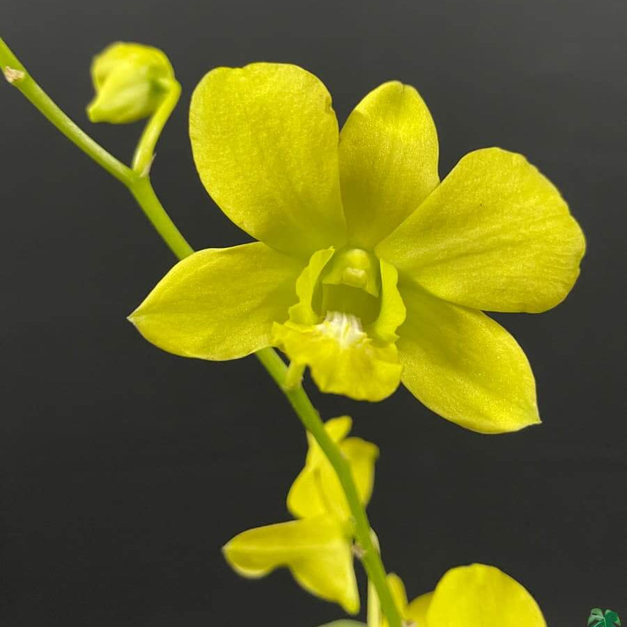 Dendrobium Orchid Seeds – Yellow
