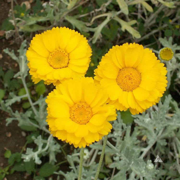 Desert Marigold Seeds – Baileya Multiradiata Perennial
