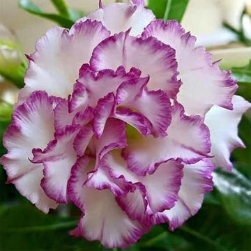 Desert Rose Seeds – Double White Purple
