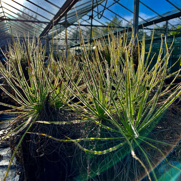 Dewy Pine Seeds
