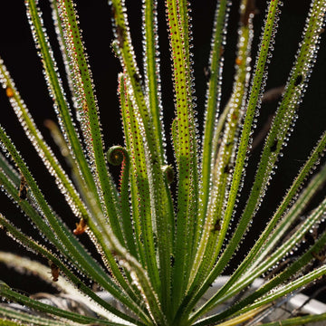 Dewy Pine Seeds
