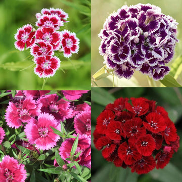 Dianthus Seeds - All In One For Home Gardens