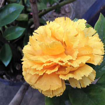 Dianthus Seeds – Yellow Wildflower Mix, Heirloom