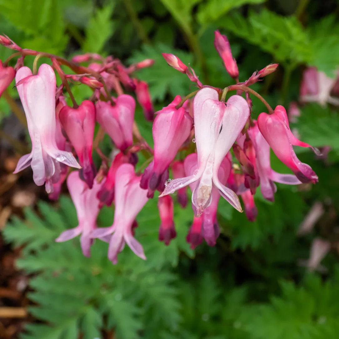 Dicentra Formosa Seeds – Fern-Leaf Bleeding Heart
