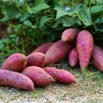 Dichondra Seeds – Sweet Potato Pink

