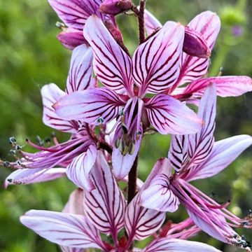 Dictamnus Seeds – Mixed
