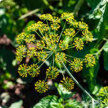 Dill Seeds – Anethum Graveolens
