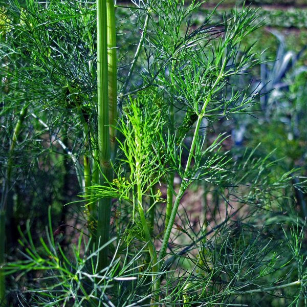 Dill Seeds – Bouquet
