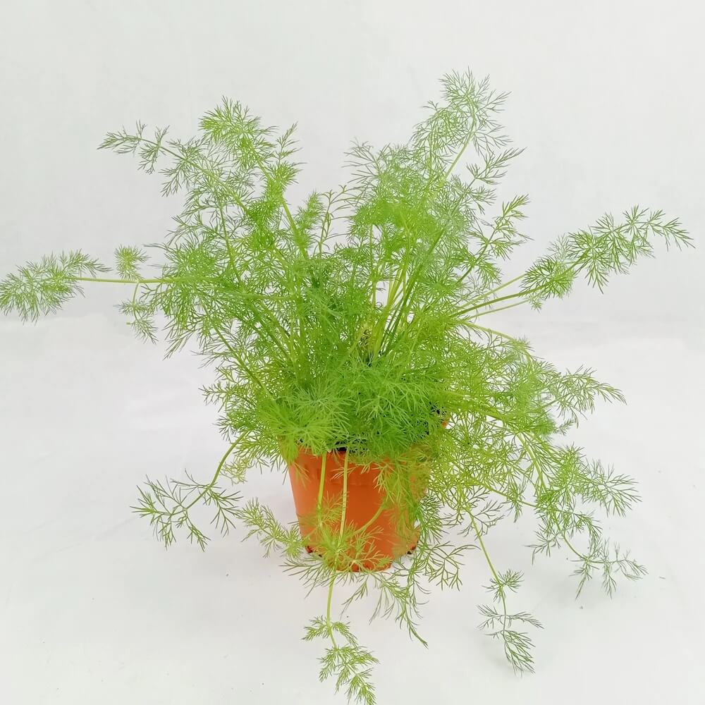 Dill Seeds – Compatto 